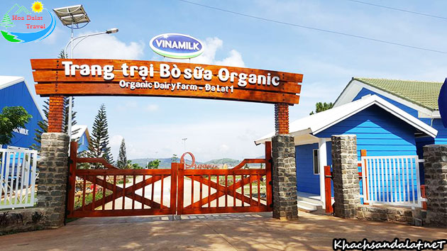 Trang trại bò sữa Organic