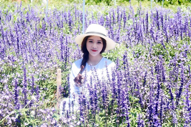 Tour vườn hoa Lavender Đà Lạt