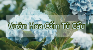 Vườn hoa cẩm tú cầu