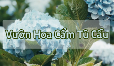 Vườn hoa cẩm tú cầu