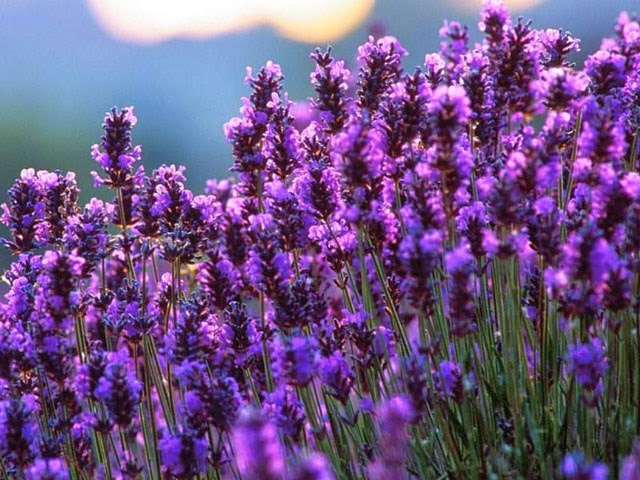 Ý nghĩa của vườn hoa Lavender Đà Lạt