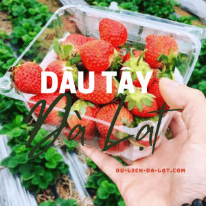 Dâu tây Đà Lạt