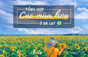 Mùa hoa Đà Lạt