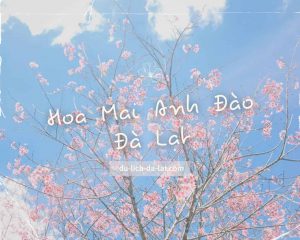 Hoa Mai Anh Đào Đà Lạt