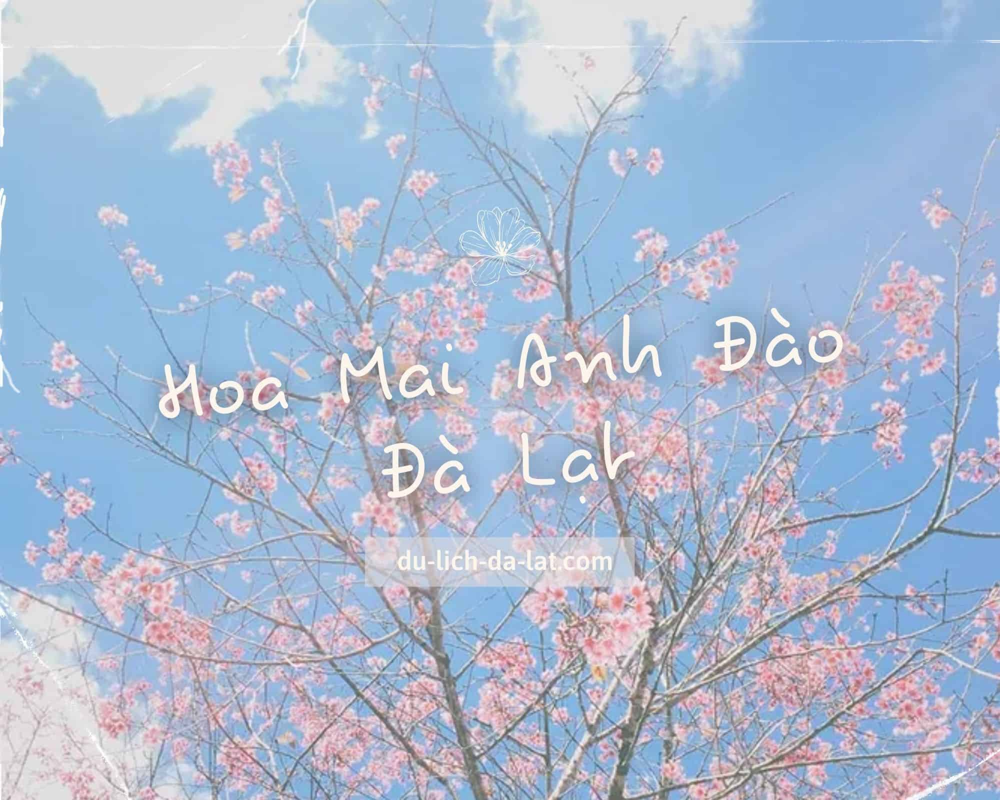Hoa Mai Anh Đào Đà Lạt: Chào mừng bạn đến với hoa Mai Anh Đào Đà Lạt tươi đẹp! Đây là một trong những nơi du lịch hấp dẫn nhất Việt Nam, nơi bạn có thể thưởng ngoạn cả cảnh sắc thiên nhiên lẫn nghệ thuật trang trí phong cách Á Đông. Hãy đắm chìm trong vẻ đẹp của hoa Mai Anh Đào Đà Lạt.