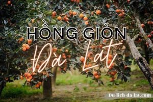 Hồng giòn Đà Lạt