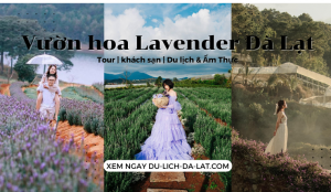 Vườn hoa Lavender Đà Lạt