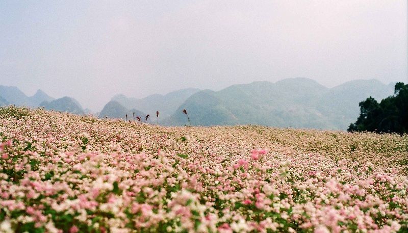 Cánh đồng hoa Tam Giác Mạch dưới chân đèo Tà Nung