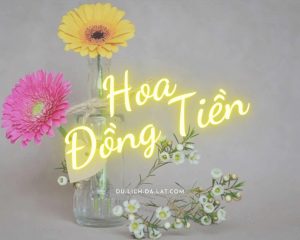 Hoa đồng tiền