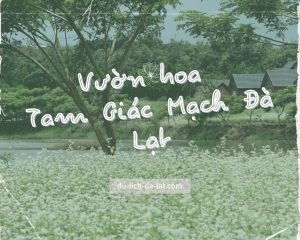 Vườn hoa Tam Giác Mạch