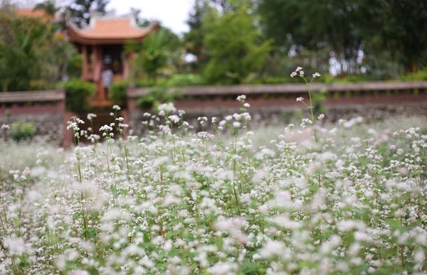 Vườn hoa Tam Giác Mạch đẹp ngất ngây ở chùa Vạn Đức