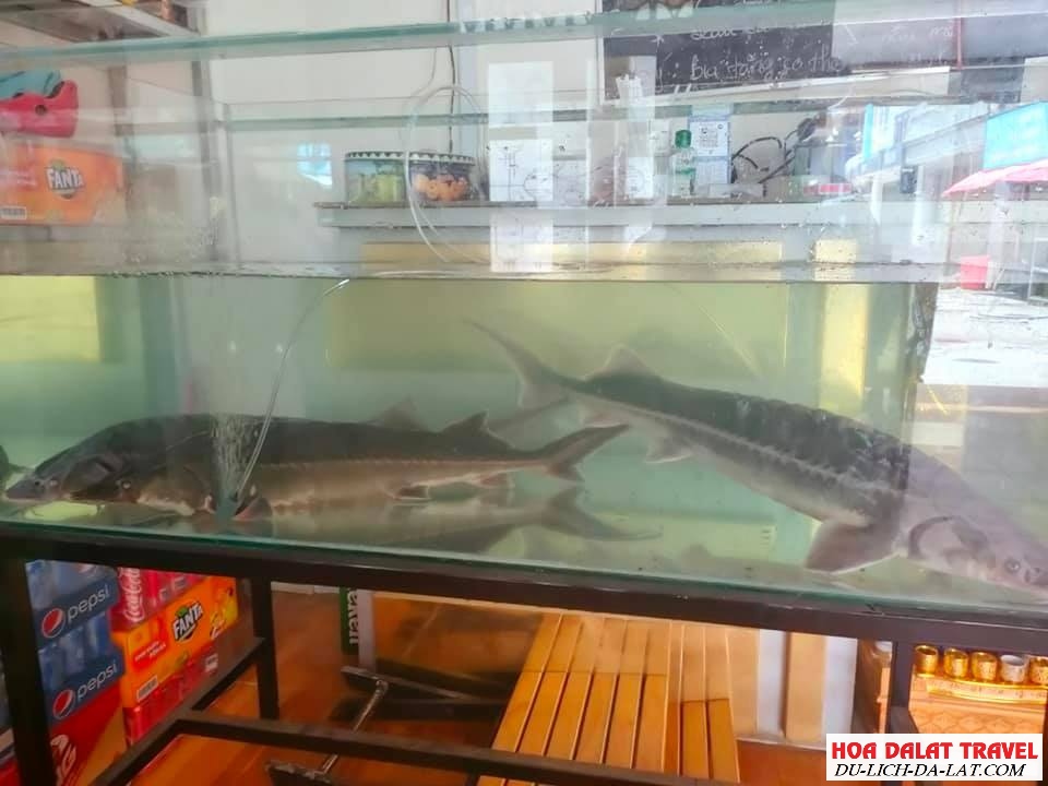 cá tầm