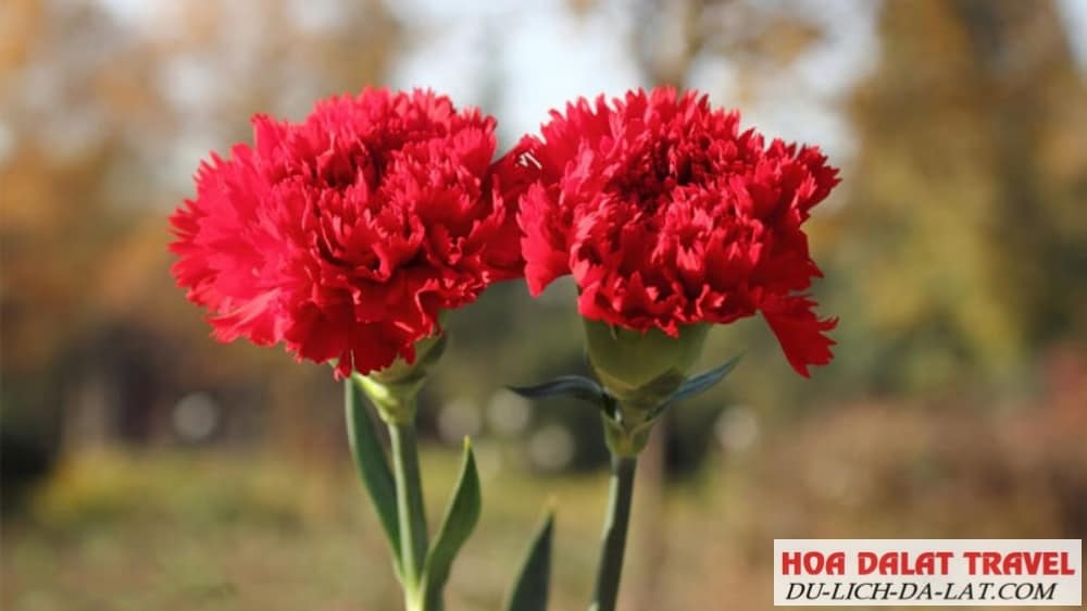 Giới thiệu về hoa cẩm chướng