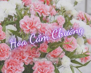 Hoa cẩm chướng