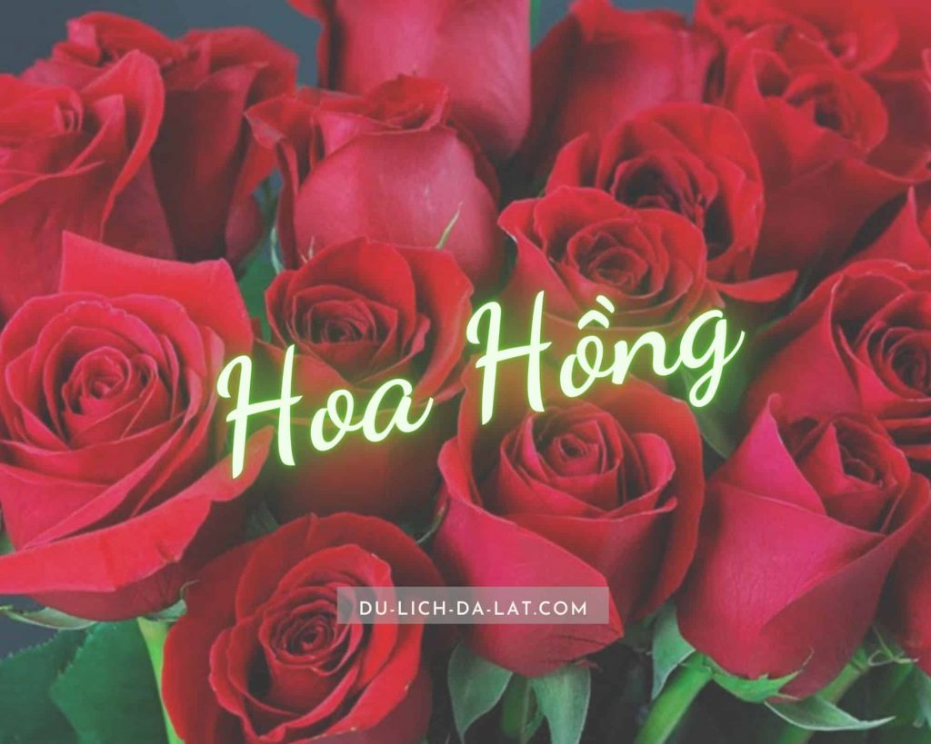 Hoa hồng