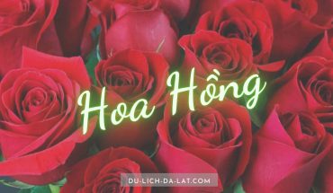 Hoa hồng