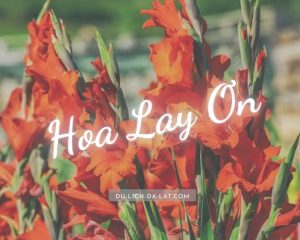 Hoa lay ơn