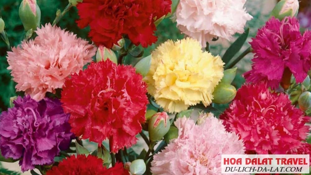 Rất nhiều sắc color của hoa cẩm chướng (hoa phăng)