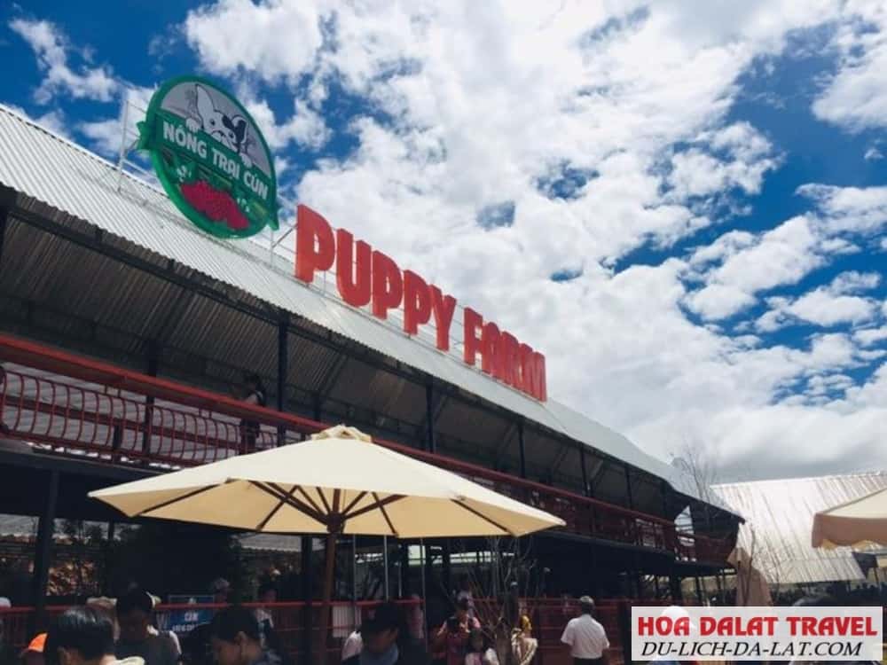 Trang trại cún – Puppy Farm