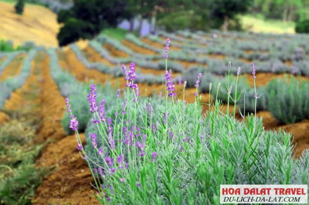 Vườn hoa lavender ở Đà Lạt