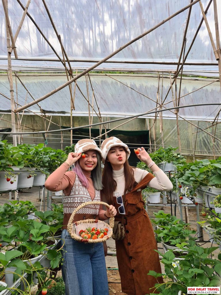 Tham quan vườn dâu tây Nhật Bản tại Đà Lạt