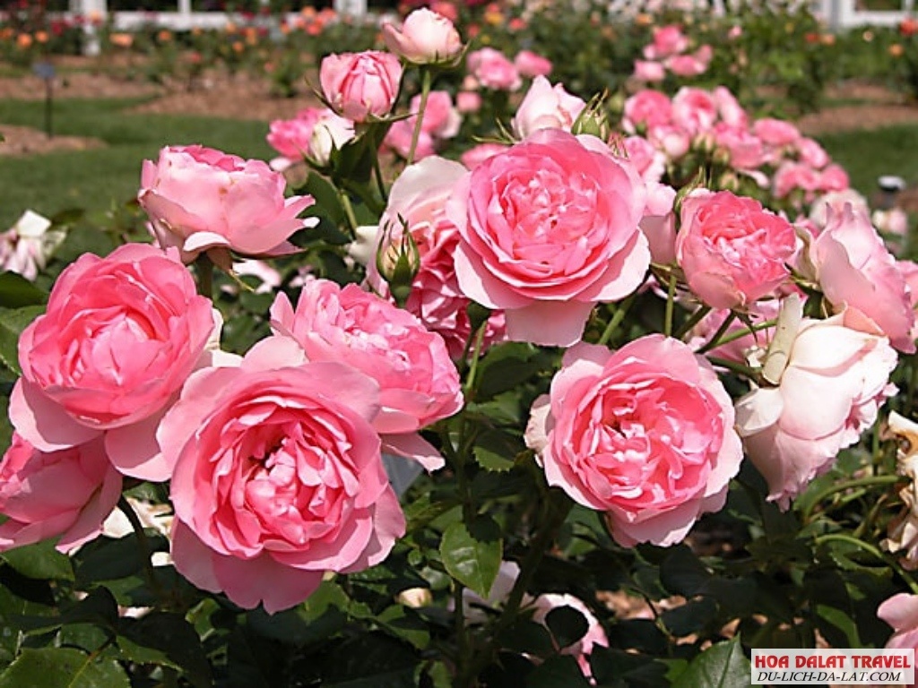 Địa chỉ các vườn hoa hồng Đà Lạt đẹp nhất du khách không nên bỏ lỡ