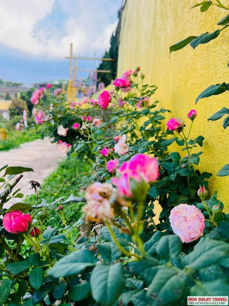 Hoa hồng ở Thung lũng hoa Tà Nung