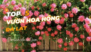 Vườn hoa hồng Đà Lạt