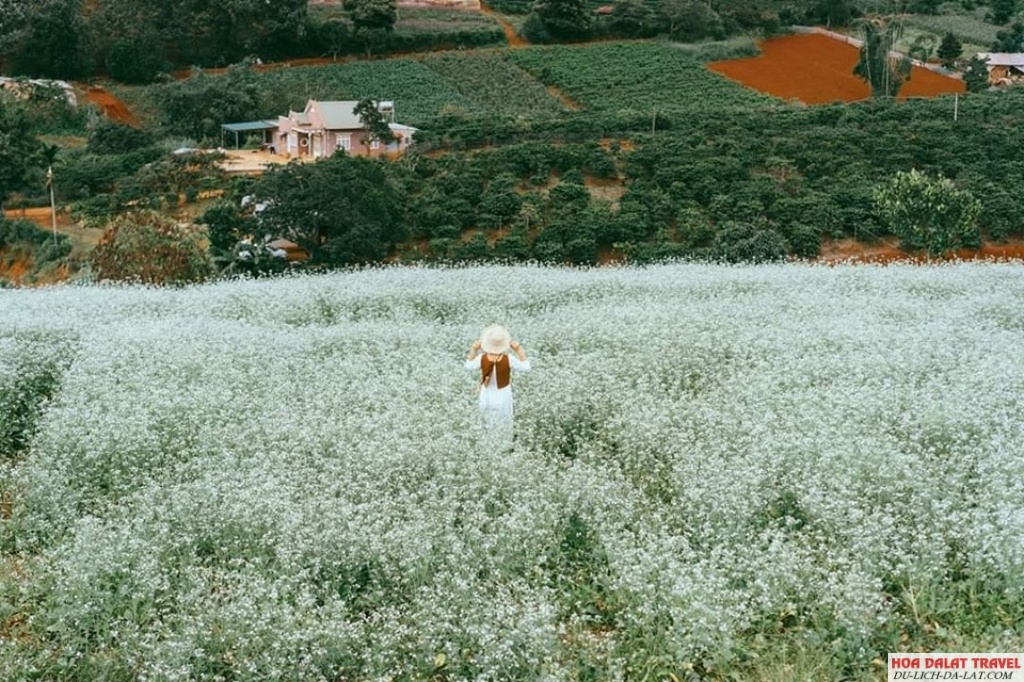 cánh đồng hoa cải trắng Đà Lạt