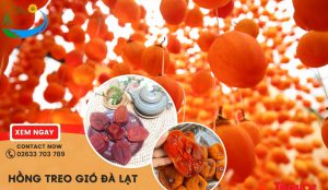 Hồng treo gió Đà Lạt