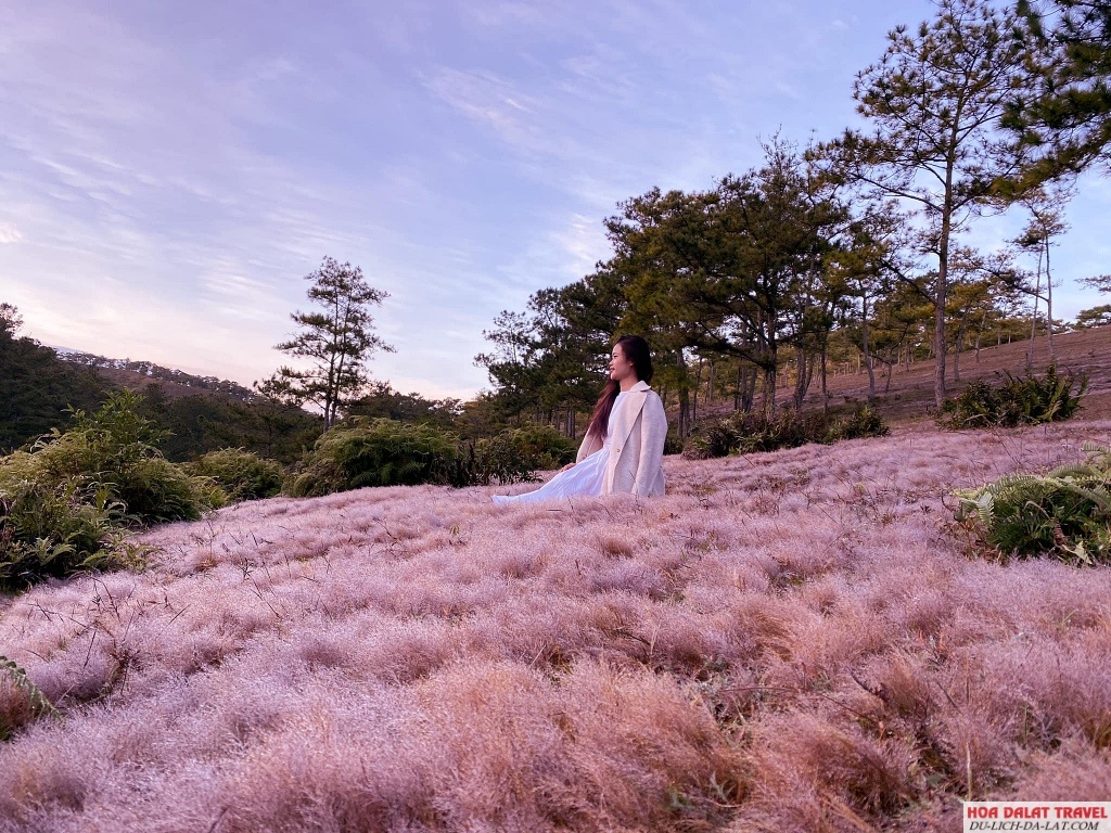 Thời gian tham quan đồi cỏ hồng đẹp nhất tại Đà Lạt
