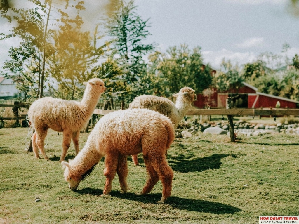Chika Farm nông trại cừu
