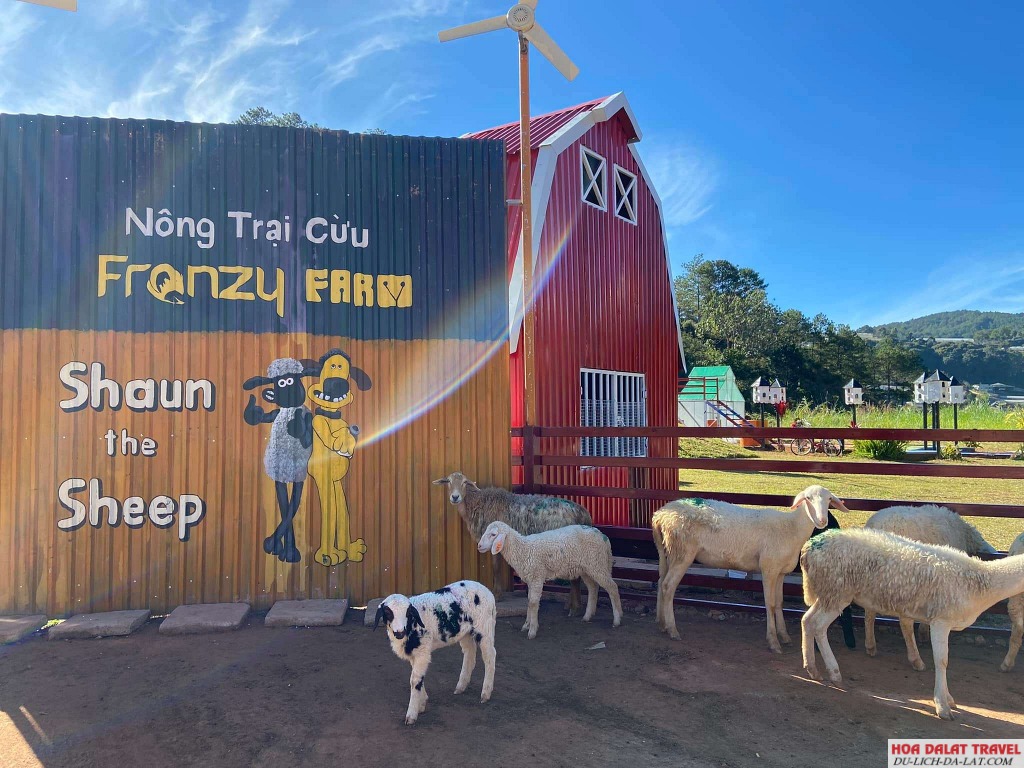 Nông trại Cừu Frenzy Farm - Đà Lạt