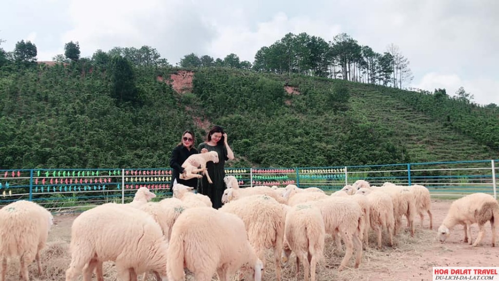 Nông trại cừu Đà Lạt đáng trải nghiệm