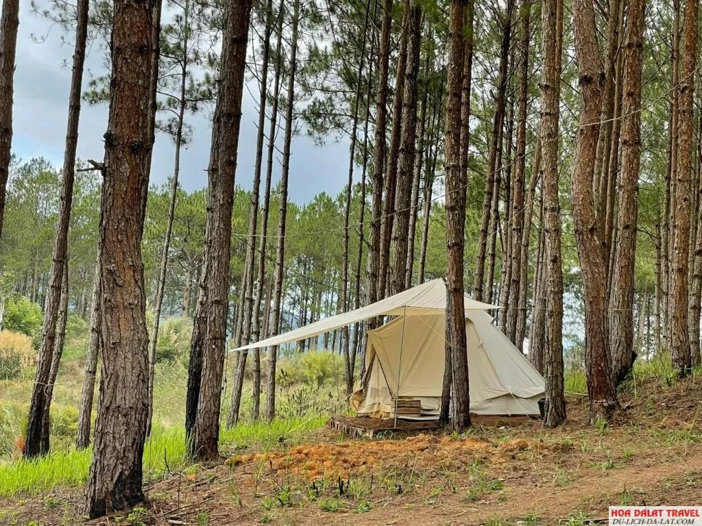 PineForest Camping
