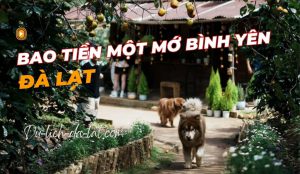 Bao Tiền Một Mớ Bình Yên