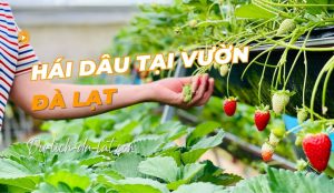 Hái dâu tại vườn Đà Lạt