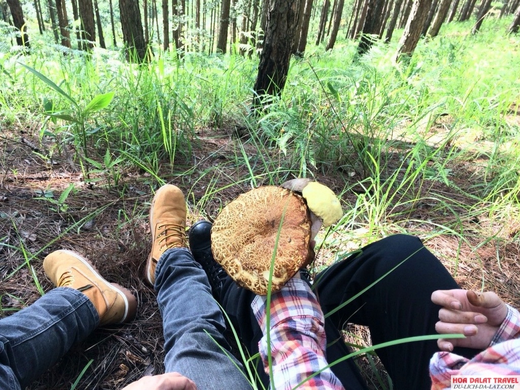 Hái nấm ở rừng Đà Lạt