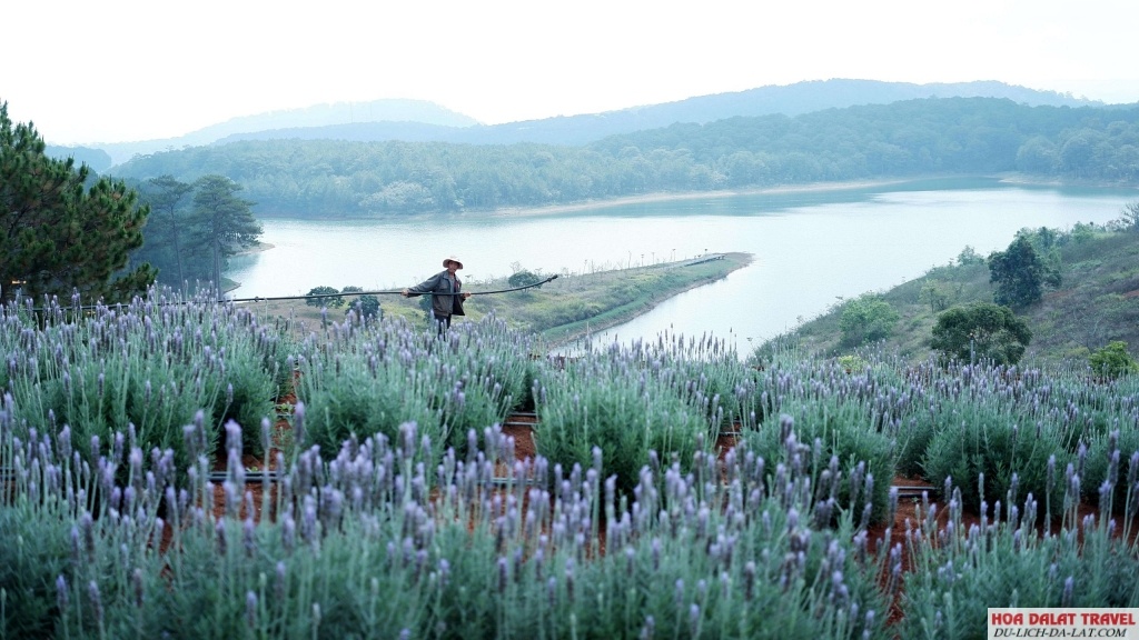 Ngắm nhìn cánh đồng lavender