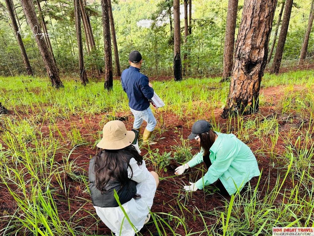hái nấm trong Khu Rừng Thông Ở Trại Mát