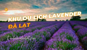 khu du lịch Lavender