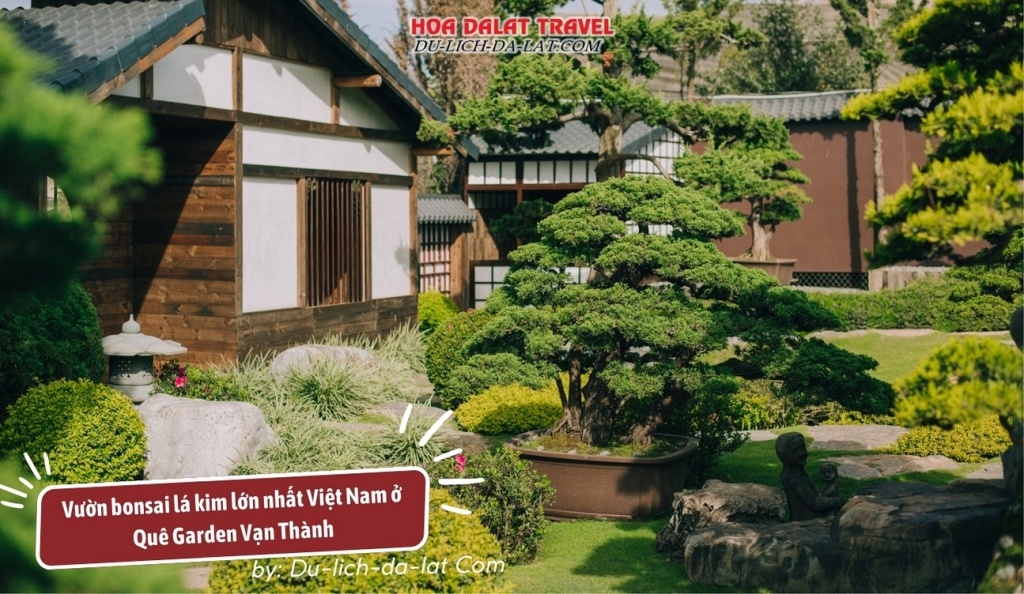 Vườn bonsai lá kim lớn nhất Việt Nam ở QUÊ Garden Vạn Thành