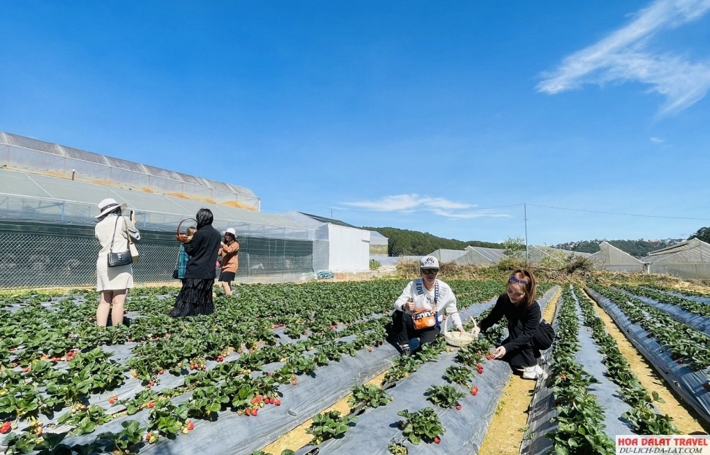 Hái dâu, chụp hình ở vườn nông nghiệp công nghệ cao