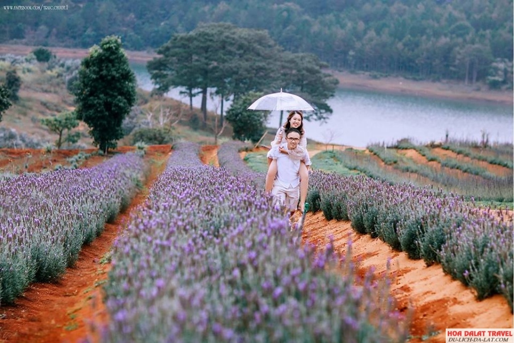 Vườn hoa lavender ở Đà Lạt lãng mạn và thơ mộng