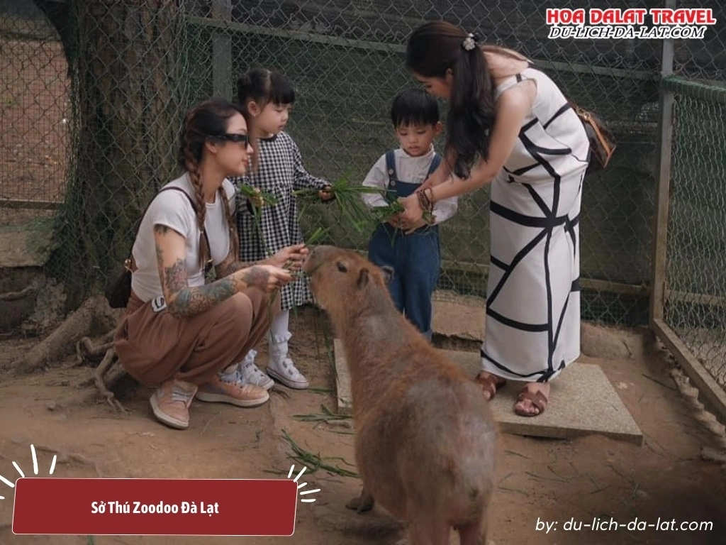 Cho các loài thú ăn, gần gũi và hiểu hơn về các loài động vật ở Zoodoo