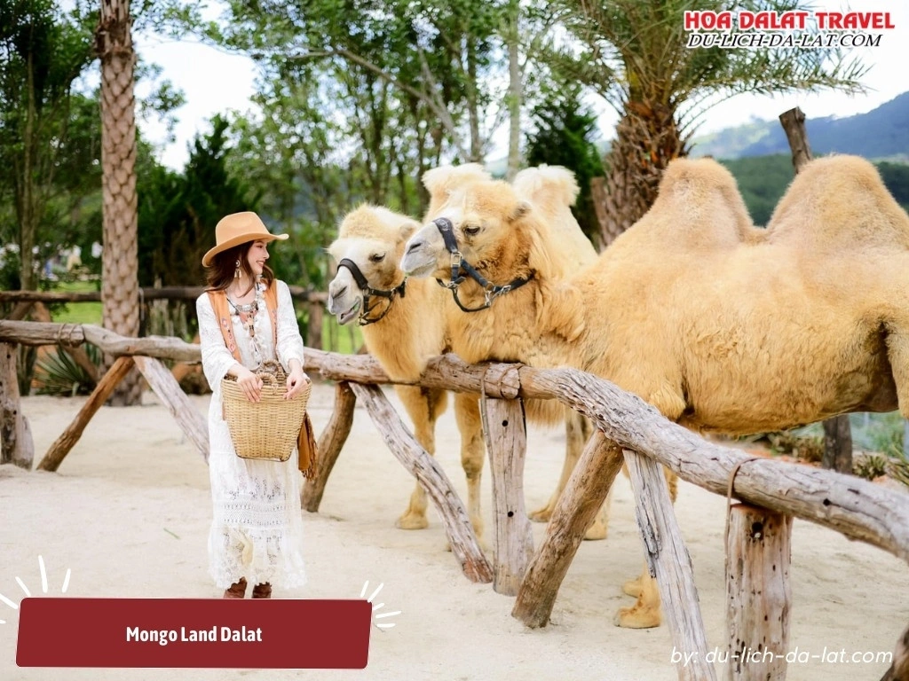 Mongo Land mang đến trải nghiệm như một 