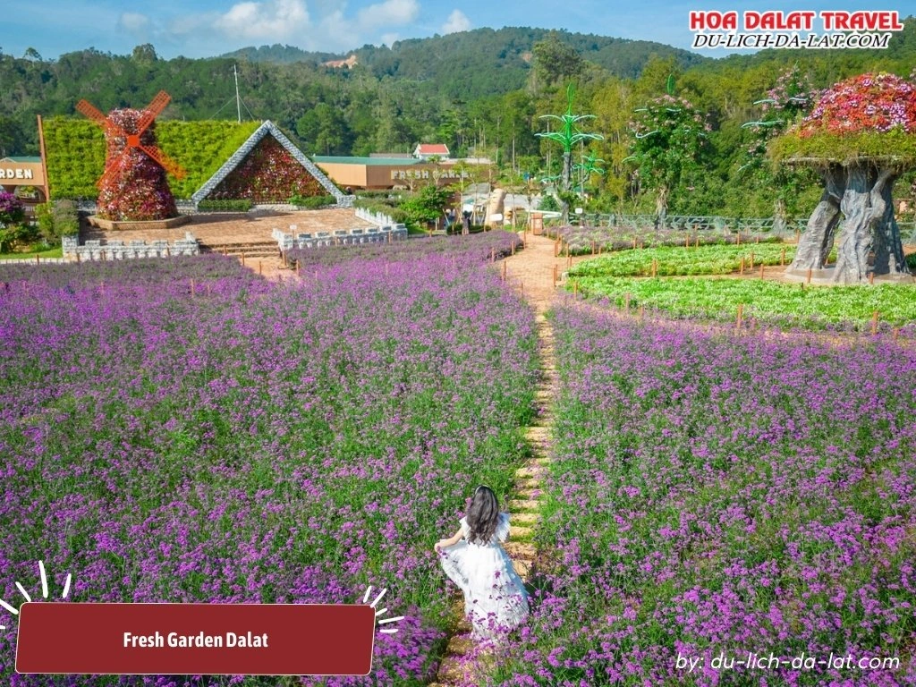 Fresh Garden Dalat với những cánh đồng hoa rực rỡ sắc màu