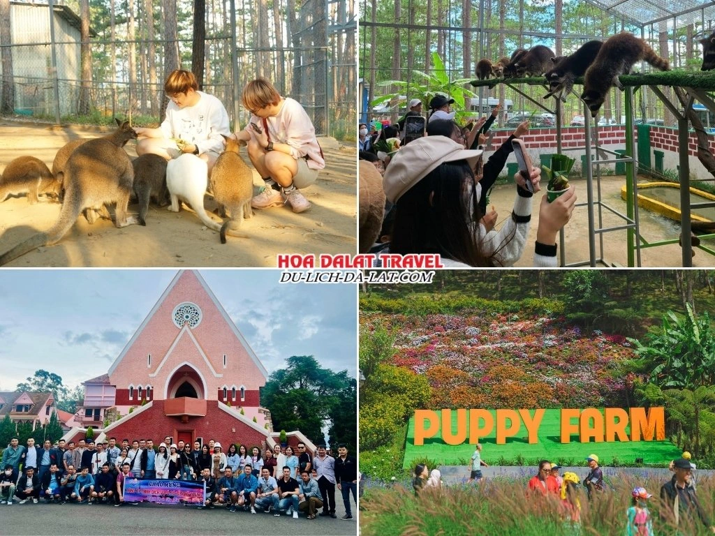 Tour sở thú Zoodoo Đà Lạt 1 ngày tham quan nhà thờ Domaine, Puppy Farm