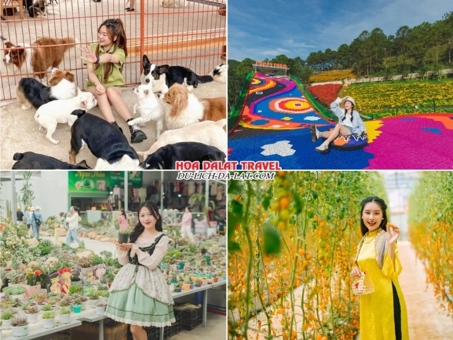 Lịch trình sáng ngày 3 tour Bình Dương Đà Lạt 3N2Đ ghép đoàn tham quan Nông trại cún Puppy Farm, chơi trượt phao khô, tham quan các khu vực khác như vườn sen đá, vườn cà chua