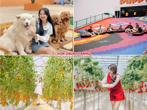 Lịch trình sáng ngày 3 tour ghép đoàn Bình Phước Đà Lạt 3N2Đ khám phá nông trại cún Puppy Farm, chơi trượt phao khô, check in vườn cà chua, vườn dâu tây